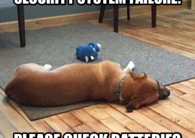 4 Marketing Lessons My Dog Can Teach You